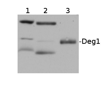 Western blot using anti-Deg1 antibodies